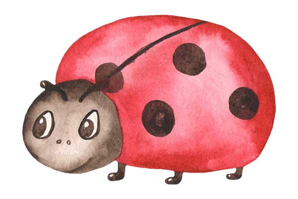 How Ladybugs Protect Themselves Bugg Control Inc Pest Control